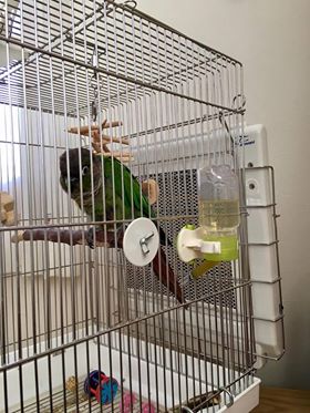 インコ ケージ カバー(鳥かごカバー おやすみ カバー)評判 インコ ケージ カバー(鳥かごカバー おやすみ カバー)評判