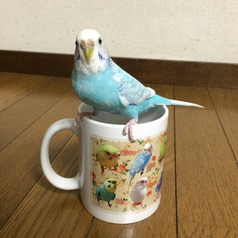 鳥づくしマグカップ　写真