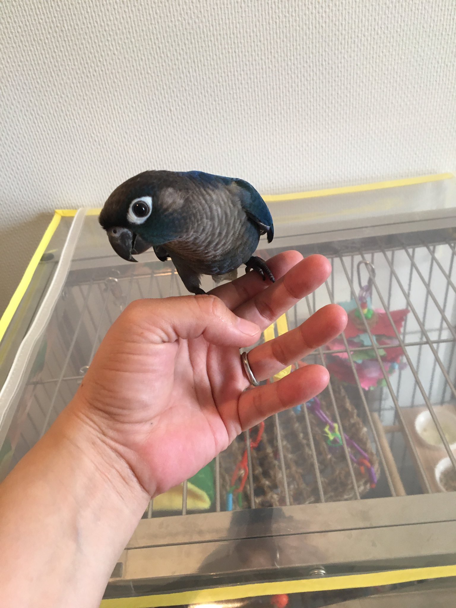 鳥インコ 鳥かご 保温 カバー 手作り 犬 ペット 鳥 犬 猫 ケージ カバー サークルカバー ヒーター カバー オーダーメイド 防寒 飛び散り防止 カバー お客様の評判3 オーダーメイドアトリエ なおたんのペットグッズ