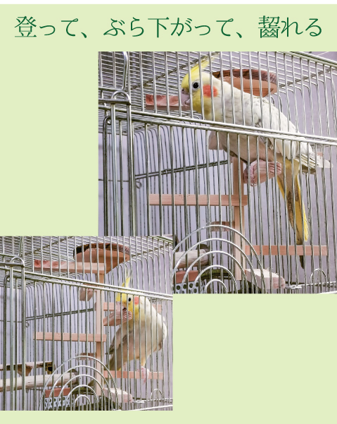 ぐるぐる楽しい螺旋階段(小型・中型鳥用 小動物用) インコ ぐるぐる楽しい螺旋階段(小型・中型鳥用 小動物用) インコ