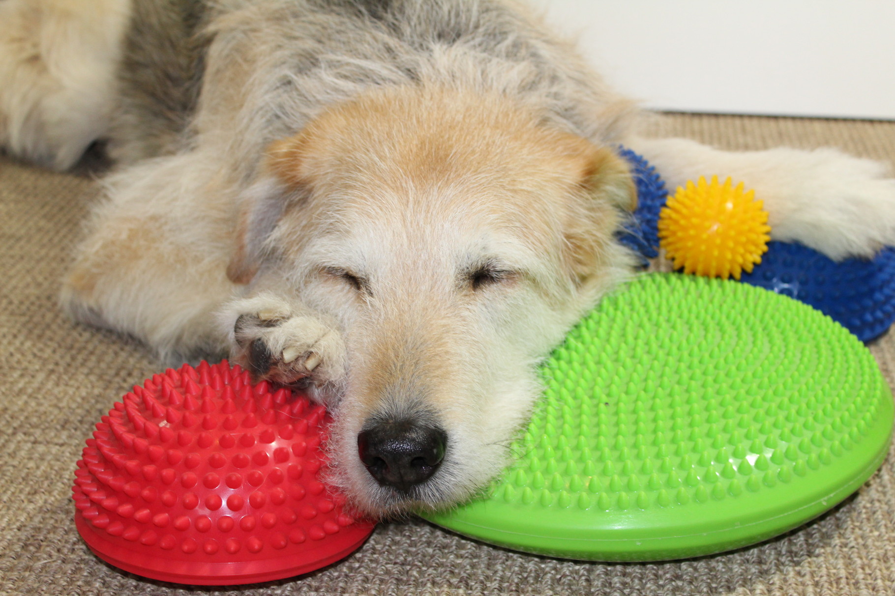 Info HundeSenioren Physiotherapie & Osteopathie Hunde