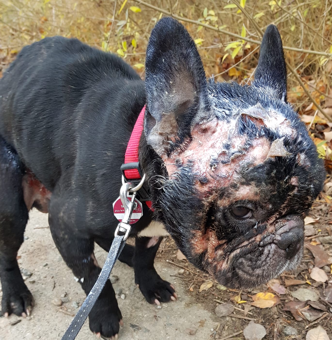 Gismo Hat Sein Neues Zu Hause Gefunden Mecklenburger Fundhund