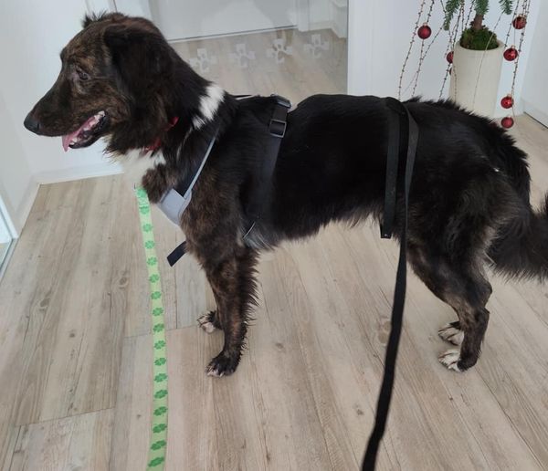 startseite mecklenburger fundhund