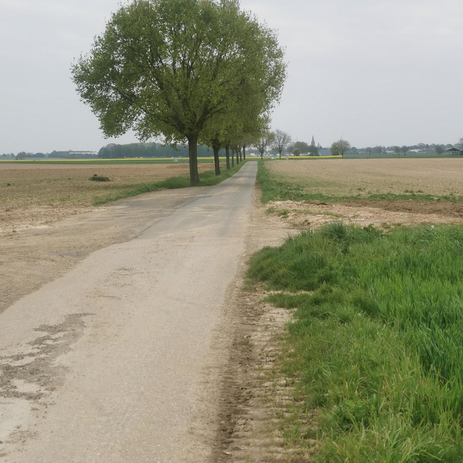 Das Bild zeigt einen Feldweg auf dem zukünftig die Fahrzeuge zwischen Holzweiler und Berverath ausweichen sollen.