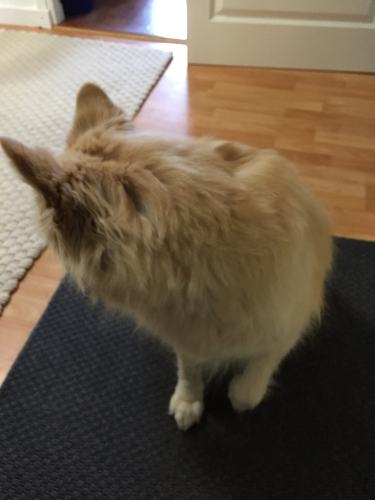 あれっ?手が変わった⁈
