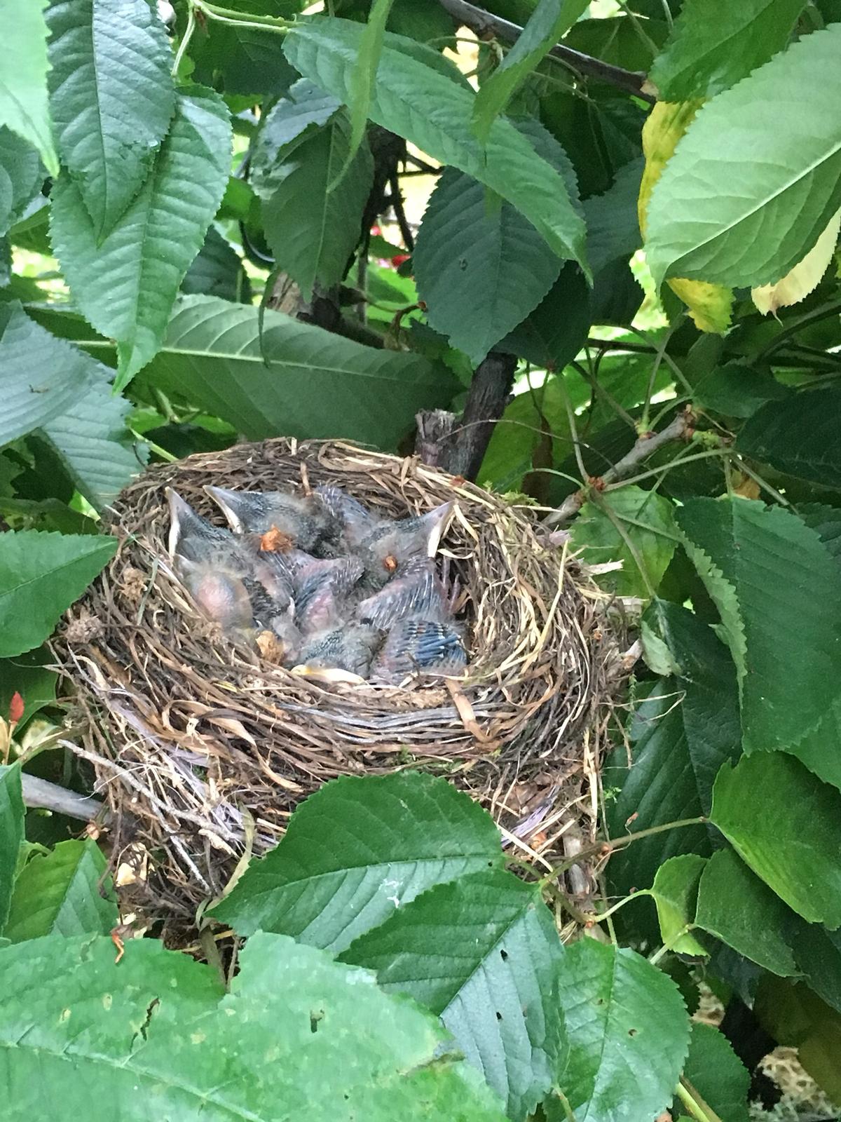 Eine Vogelmama hat für ihre Jungen eine Nest in unserer Kirschanlage gebaut.