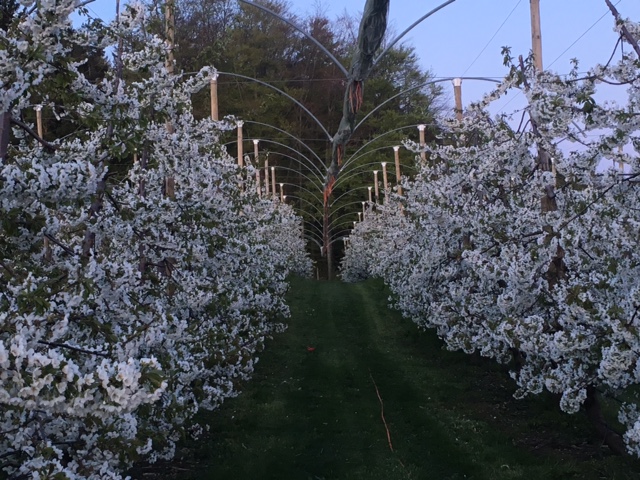 Kirschbäume in Vollblüte 