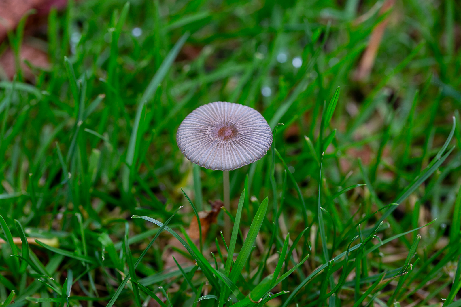 Gemeiner Scheibchentintling (Parasola plicatilis)