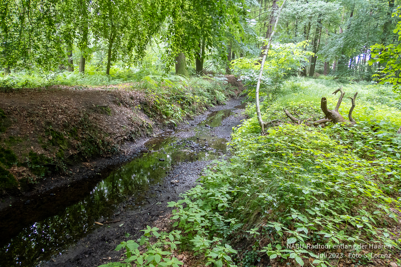Es gibt wenige naturbelassene Bereich im ersten Abschnitt der Haaren (hier nähe Westerholtsfelde)