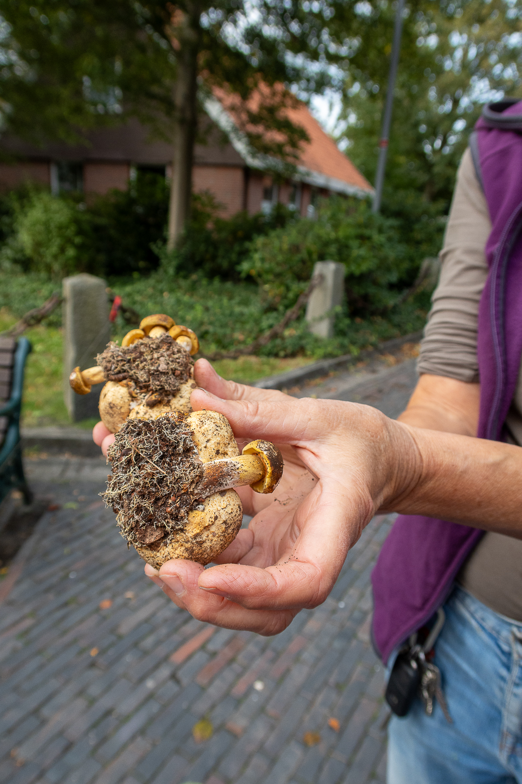 Schmarotzer-Röhrling (Xerocomus parasiticus ) auf einem Bovist