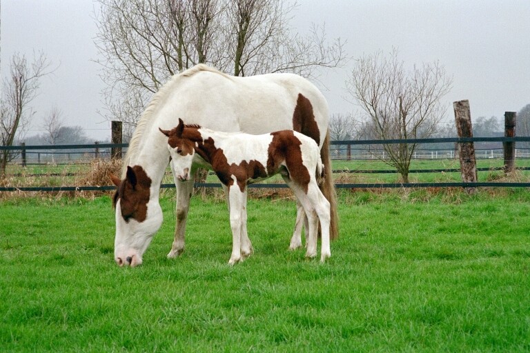 Scotty und Tacolena 2004 und...