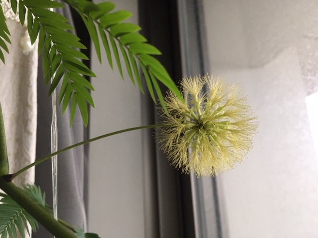 エバーフレッシュの花が咲きました Plumeria Wark ペットシッター
