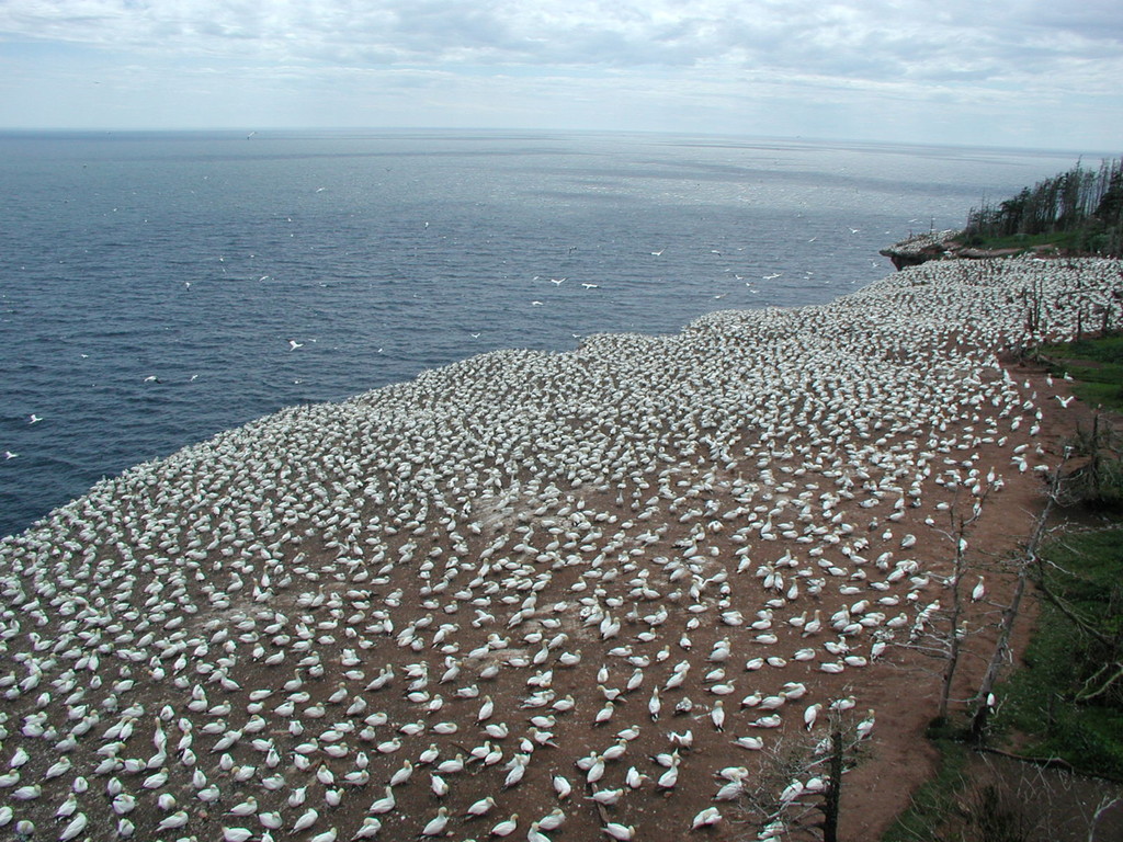 Ile Bonaventure - Percé