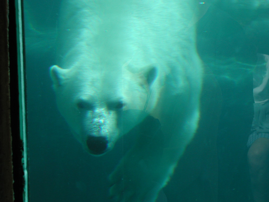 Zoo de St félicien