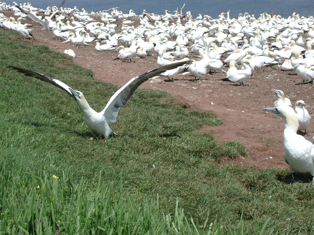 Ile Bonaventure - Percé