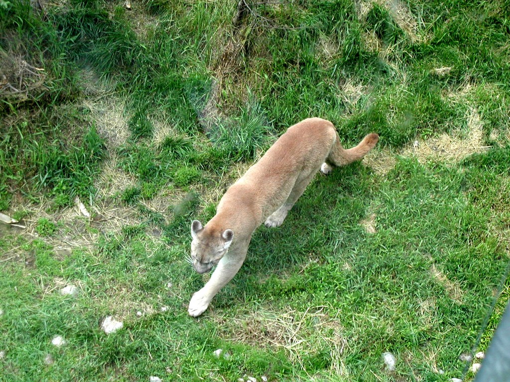 Zoo de St félicien