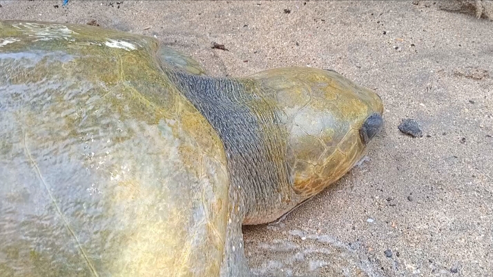 Turtle rescue on unpredictable weather