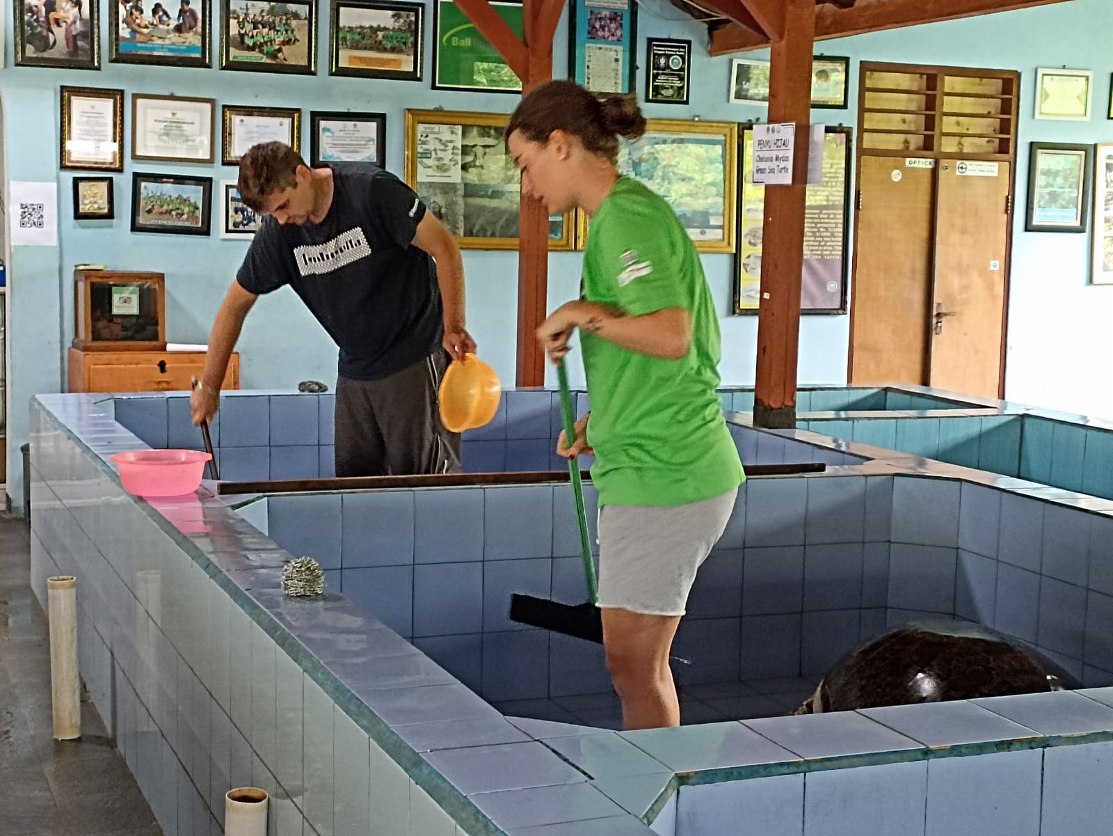 Turtle conservation