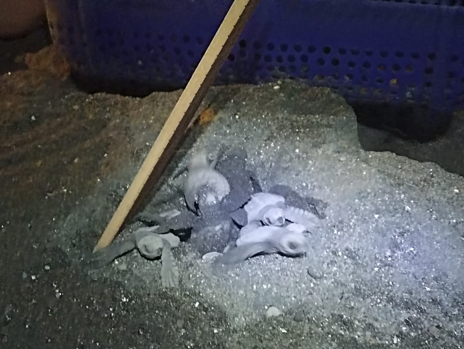 Turtle hatchling