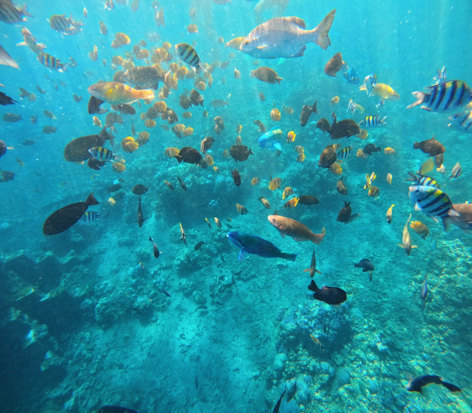 open water dive 