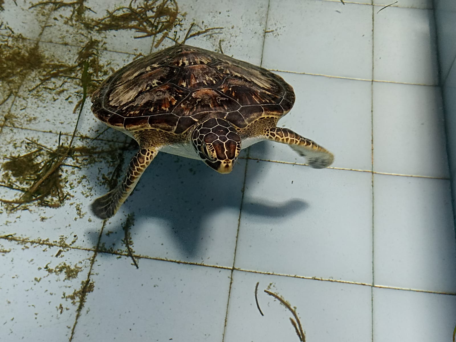 Sea Grass are Important for Sea Turtle