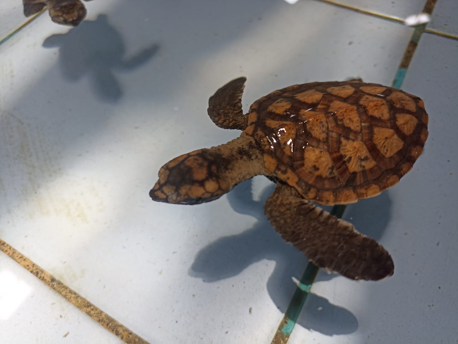 Why Sea Turtle Are Important for Ocean?