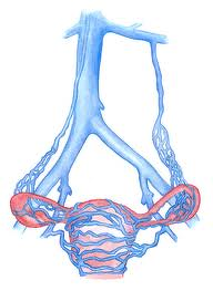 Pain during menstruation, painful intercourse and pain in the back of the leg when standing all are symptoms of pelvic congestion syndrome. Some patient have more proximal disease in the iliac veins, ovarian veins and this can be treated. 