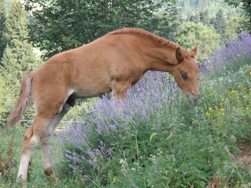 Elevage-chevaux-comtois-arabe-Horse-breeding-Pferdezucht