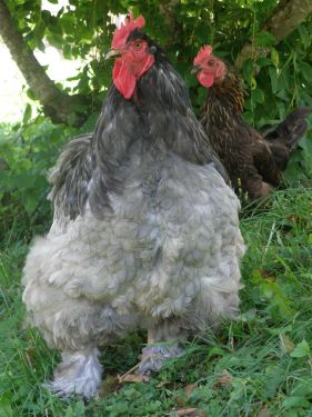 Poules-Chicken-Hühner-Orpington