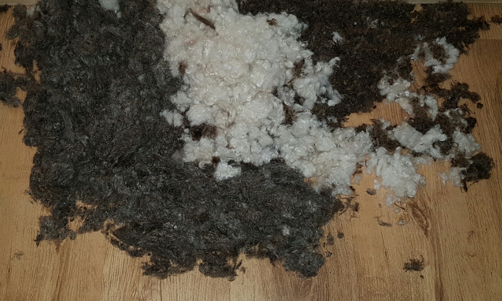 Pflege Des Lagotto Lagotto Romagnolo Zuchter