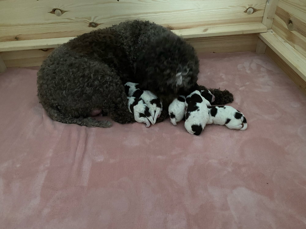 Kuscheln