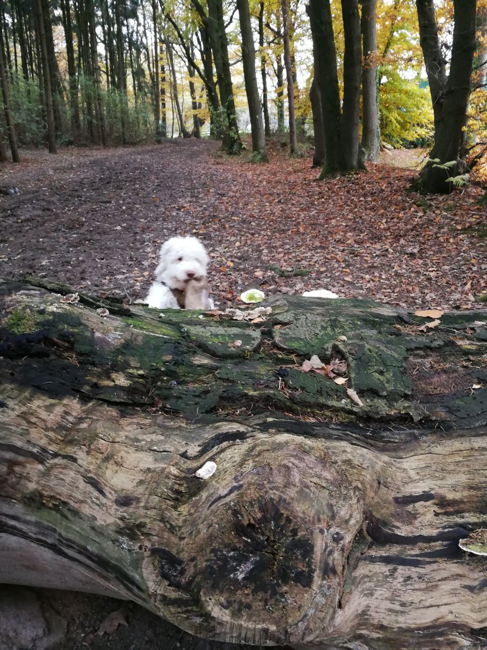 Macht schon fleißig Suchübungen im Wald