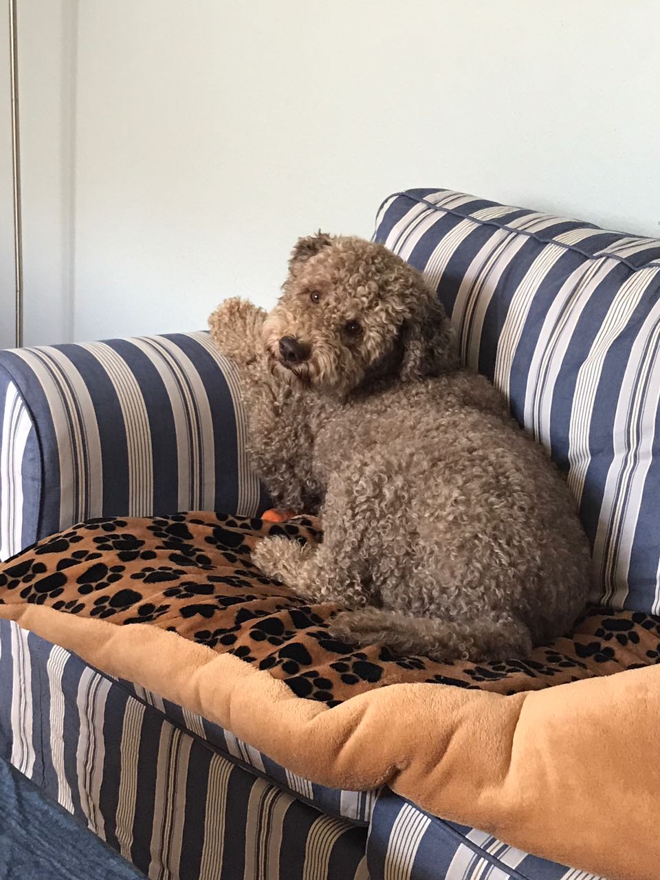 Tiago hat aber auch den Lagotto-Blick drauf :-)