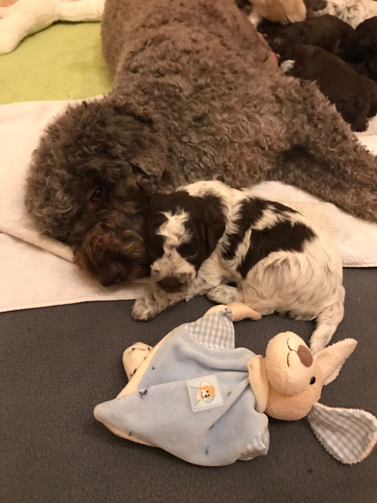 Alano muss erstmal mit Mama schmusen - das war alles so aufregend!