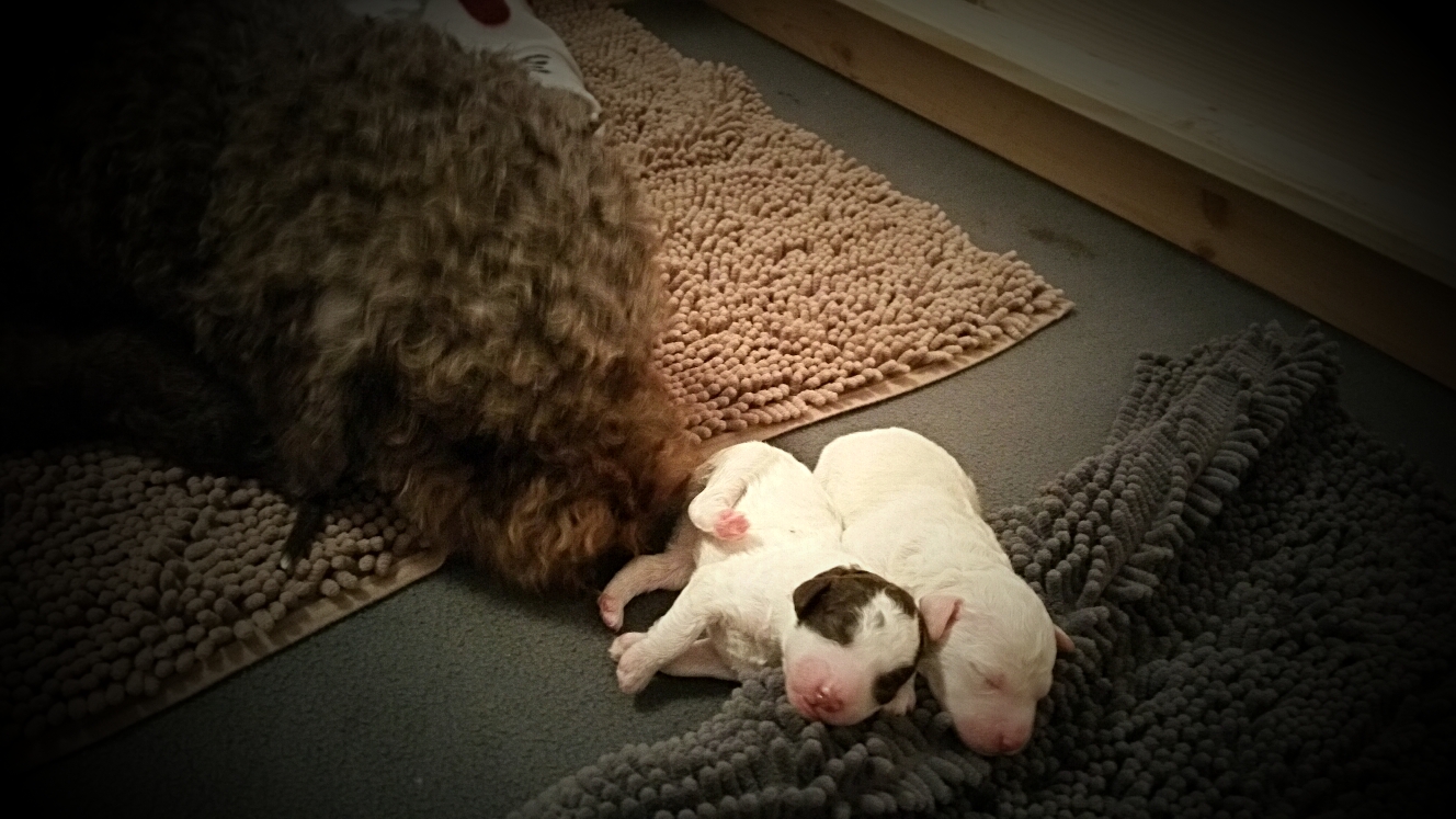 och Mama nö - wir hatten uns doch gerade so eine coole Rolle als Kopfkissen gebaut