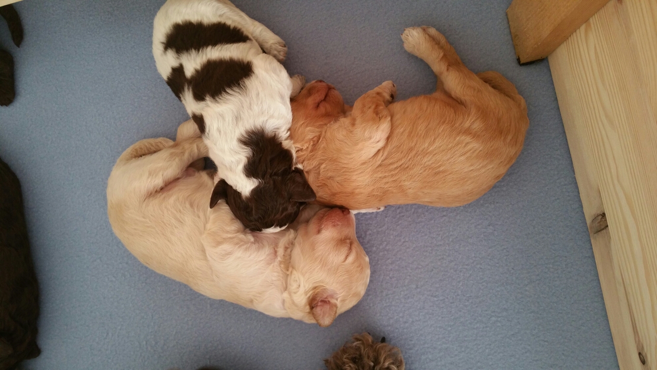 Die "Großen" Alessio, Aimee und Aella kuscheln zusammen