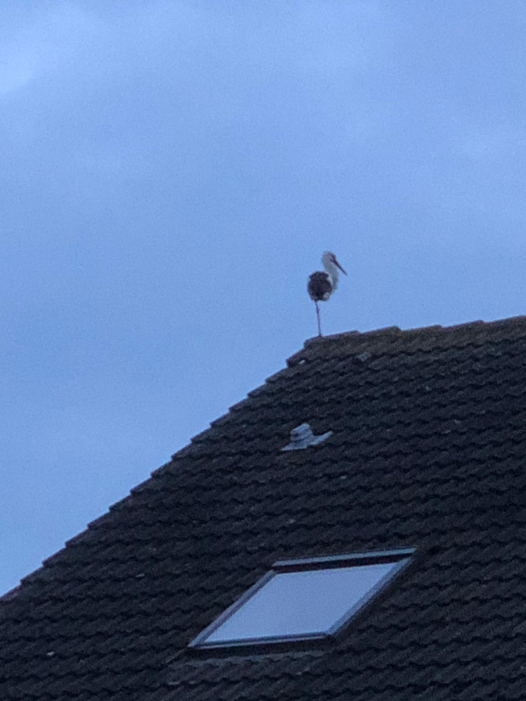Der Klapperstorch schaute abends auch vorbei, ob seine Lieferung ordnungsgemäß angekommen war.