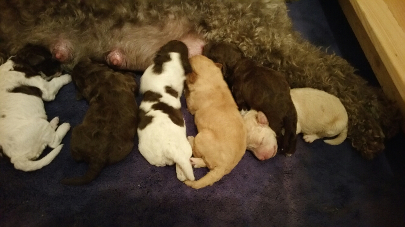 Beim Abendbrot eingeschlafen - der siebte Zwerg liegt versteckt zwischen Mama Milka´s Beinen.