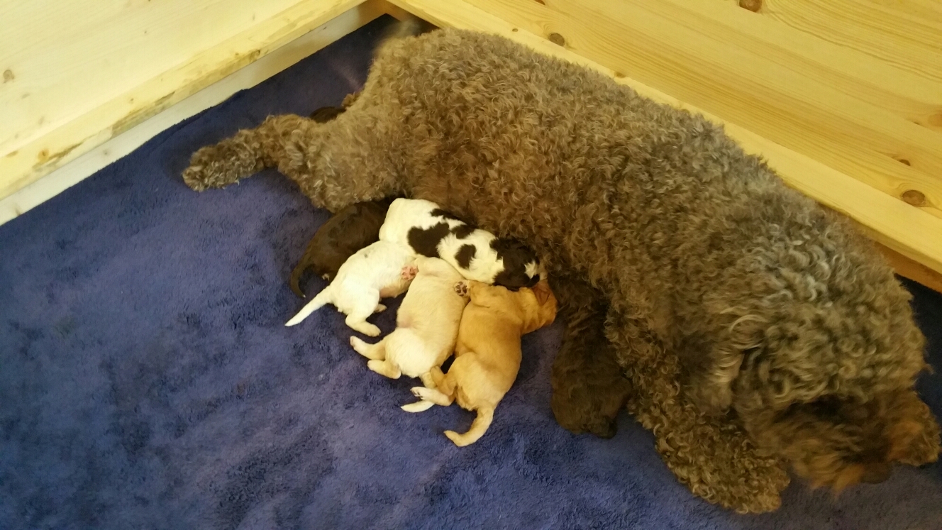 Aella zeigt mal wieder wie typische Lagotto-Schlafstellung geht :-)