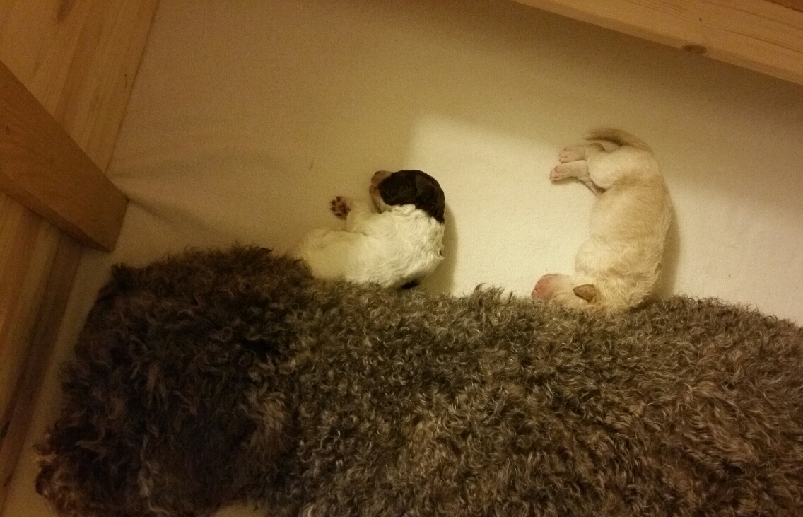 Die Jungs Alano und Alessio unter sich
