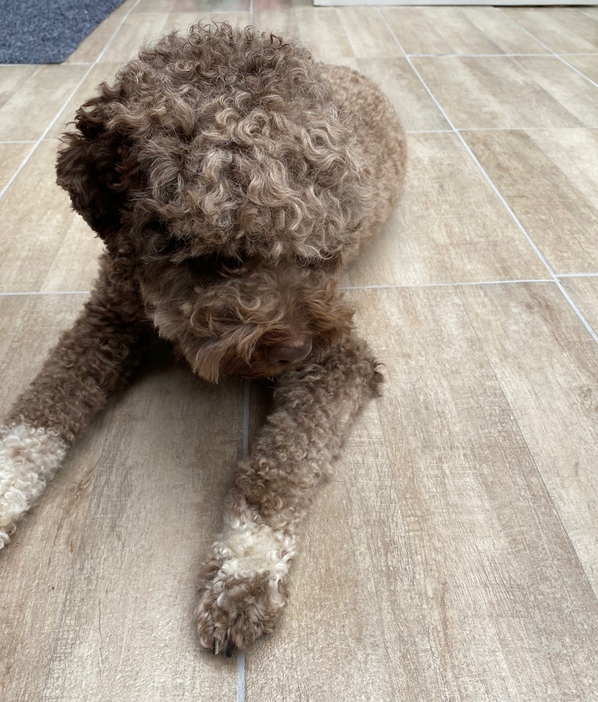 Wurfplanung Lagotto Romagnolo Zuchter