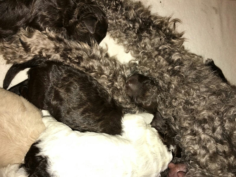 Alano liegt auf jeden Fall mit dem dicken Popo wieder auf Alessio.