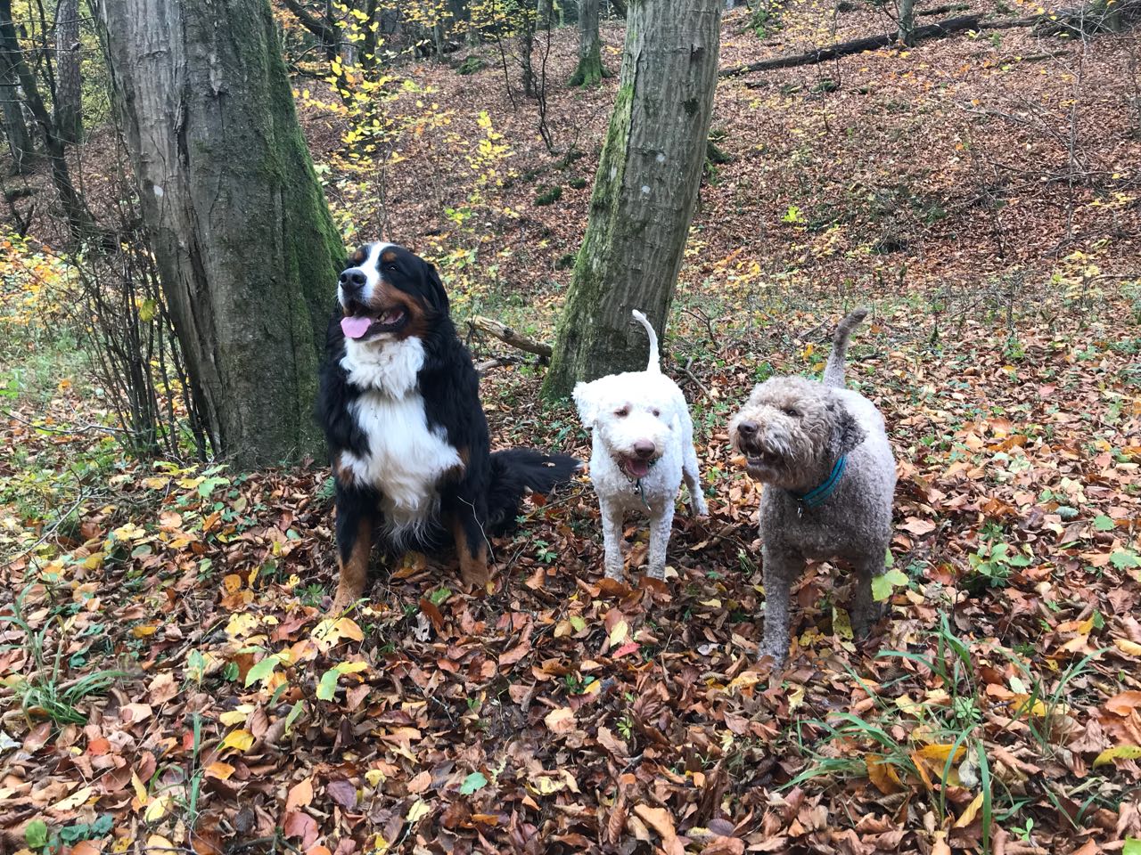 Alessio, Tiago und Sammy