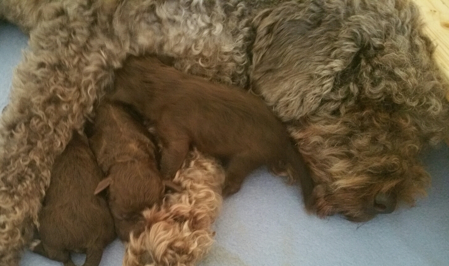 Auch wenn es ums Kuscheln beim Mama Milka geht