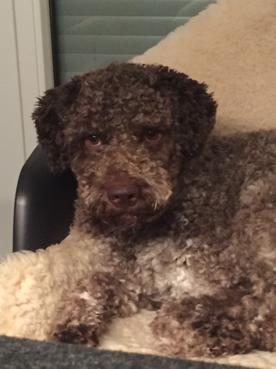Alano ihr Zwillingsbruder - wie ich ihn immer nenne. Und seine Sache als Diabetiker-Warnhund macht er auch ganz hervorragend - wie ich höre. Bin stolz auf dich meine "Fels in der Brandung". 