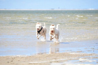 Auch Fido und Alessio hatten Spaß auf Borkum.