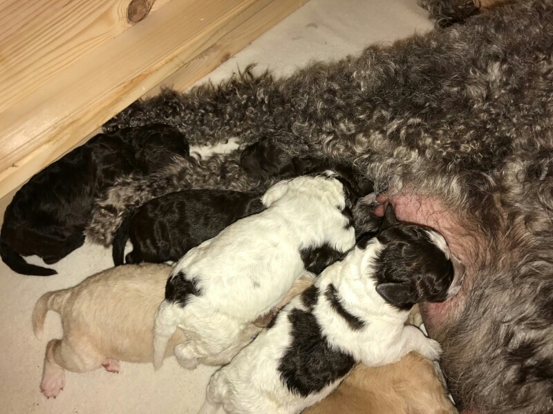 Alano liegt dann schon mal gerne auf seinem Bruder Alessio.