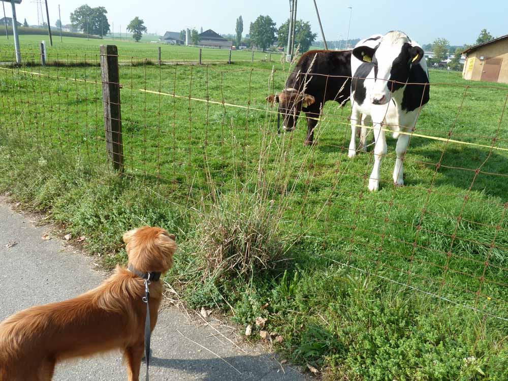 flirten mit einer Kuh
