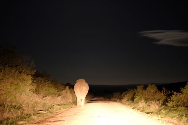 Nacht-Safari