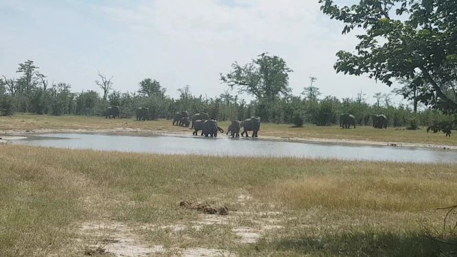 Elefantenherde am Weg